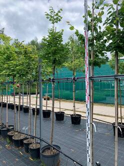 Липа мелколистная Ранчо (Rancho)