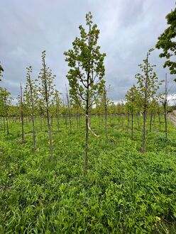 Липа мелколистная Ранчо (Rancho)