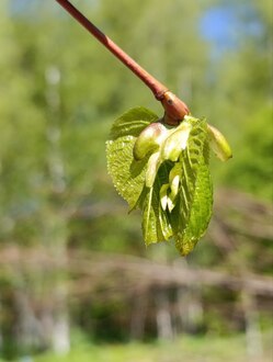 Липа мелколистная кустовая Тилия Кордата (Tilia cordata)