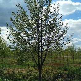 Липа мелколистная кустовая Тилия Кордата (Tilia cordata)