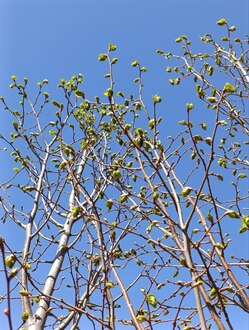 Липа мелколистная кустовая Тилия Кордата (Tilia cordata)