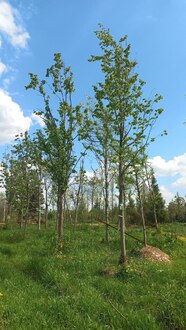 Липа крупнолистная Тилия платифиллос (Тilia platyphyllos)