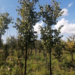 Липа крупнолистная Тилия платифиллос (Тilia platyphyllos)