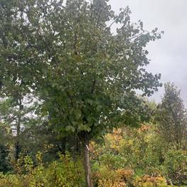 Липа крупнолистная Тилия платифиллос (Тilia platyphyllos)