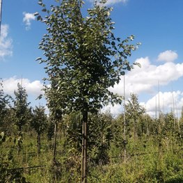 Липа крупнолистная Тилия платифиллос (Тilia platyphyllos)