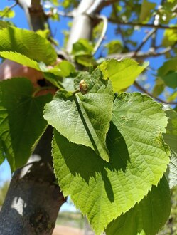 Липа крупнолистная Тилия платифиллос (Тilia platyphyllos)