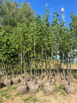 Липа крупнолистная Тилия платифиллос (Тilia platyphyllos)