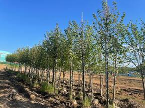 Липа крупнолистная Тилия платифиллос (Тilia platyphyllos)