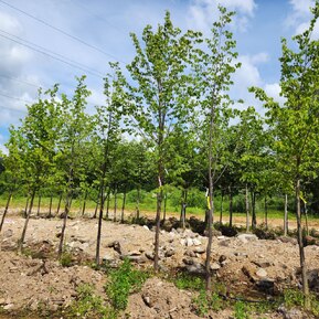 Липа крупнолистная Тилия платифиллос (Тilia platyphyllos)