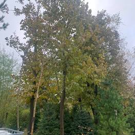 Липа крупнолистная Тилия платифиллос (Тilia platyphyllos)