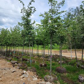 Липа крупнолистная Тилия платифиллос (Тilia platyphyllos)