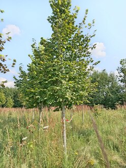 Липа крупнолистная (Тilia platyphyllos)