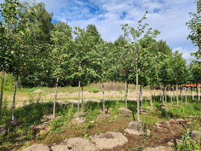 Липа крупнолистная Тилия платифиллос (Тilia platyphyllos)
