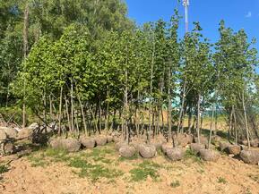 Липа крупнолистная Тилия платифиллос (Тilia platyphyllos)