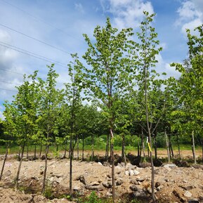 Липа крупнолистная Тилия платифиллос (Тilia platyphyllos)