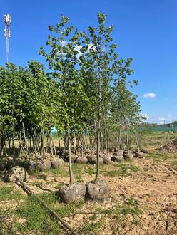 Липа крупнолистная Тилия платифиллос (Тilia platyphyllos)