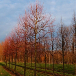 Липа мелколистная Винтер Оранж (Winter Orange)