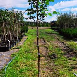 Липа мелколистная Винтер Оранж (Winter Orange)