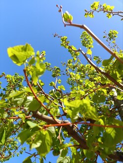 Липа мелколистная Винтер Оранж (Winter Orange)