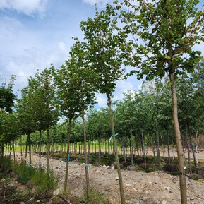 Липа мелколистная Винтер Оранж (Winter Orange)