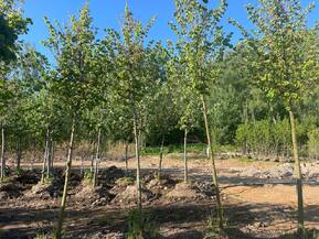 Липа мелколистная Винтер Оранж (Winter Orange)