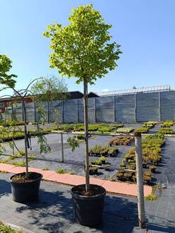 Липа мелколистная Винтер Оранж (Winter Orange)