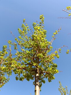 Липа мелколистная Винтер Оранж (Winter Orange)