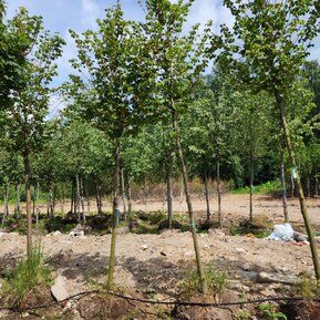 Липа мелколистная Винтер Оранж (Winter Orange)