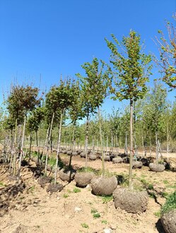 Липа мелколистная Винтер Оранж (Winter Orange)