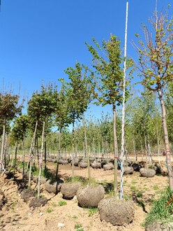 Липа мелколистная Винтер Оранж (Winter Orange)