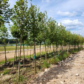 Липа мелколистная Винтер Оранж (Winter Orange)