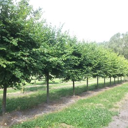 Липа мелколистная Винтер Оранж (Winter Orange)