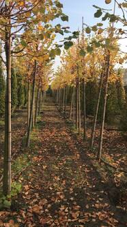 Липа мелколистная Винтер Оранж (Winter Orange)