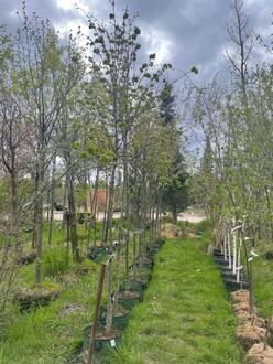 Липа мелколистная Винтер Оранж (Winter Orange)