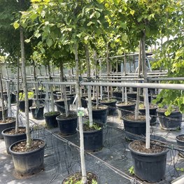 Липа мелколистная Грин Глоб (Green Globe)