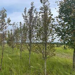 Липа крупнолистная Тип Текериш (Typ Tekerisch)