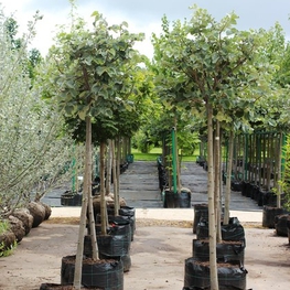 Липа войлочная Сильвер Глоб (Silver Globe)