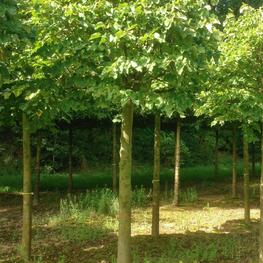 Липа войлочная Сильвер Глоб (Silver Globe)