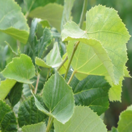 Липа войлочная Сильвер Глоб (Silver Globe)