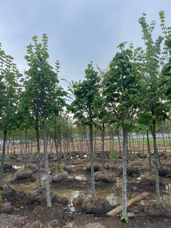 Липа американская Редмонд (Redmond)