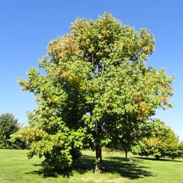 Липа американская Сентри (Sentry)