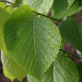 Липа американская Сентри (Sentry)