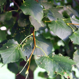 Липа желтеющая Гленлевен (Glenleven)