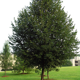 Липа желтеющая Гленлевен (Glenleven)