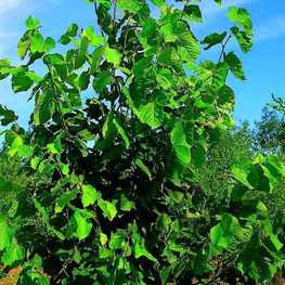 Липа крупнолистная Один (Odin)