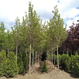 Липа крупнолистная Один (Odin)