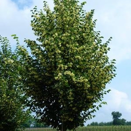 Липа мелколистная "Corzam"