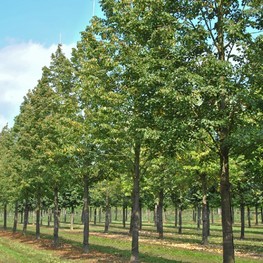 Липа мелколистная Горзам (Corzam)