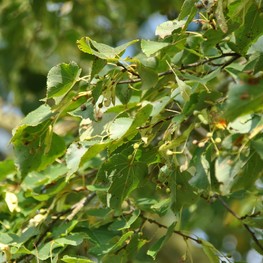 Липа мелколистная Горзам (Corzam)