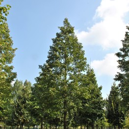 Липа мелколистная Горзам (Corzam)